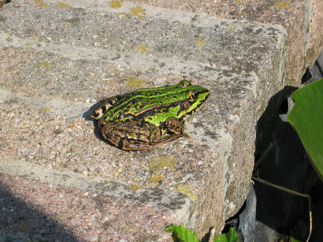 A picture of Steve the frog on the side of the pond