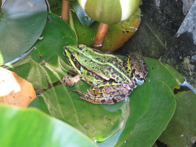 Picture of Steve the frog sitting on some leaves in the pond