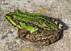 Thumbnail of Steve the frog